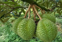 Canh tác sầu riêng bền vững: Chìa khóa nâng tầm giá trị nông sản Việt