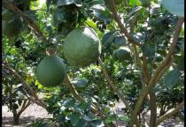 Kỹ thuật chăm sóc vườn bưởi sau thu hoạch kết hợp Đạm cá DS giúp cây phục hồi thần tốc