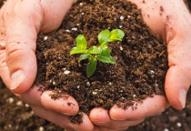 Tại sao nên sử dụng phân hữu cơ để phục hồi đất?