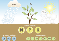 Nhu cầu dinh dưỡng của cây trồng qua các giai đoạn sinh trưởng 