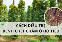 BỆNH CHẾT CHẬM Ở CÂY TIÊU: NGUYÊN NHÂN – DẤU HIỆU – CÁCH ĐIỀU TRỊ HIỆU QUẢ