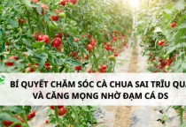 Bí quyết chăm sóc cà chua sai trĩu quả và căng mọng nhờ Đạm Cá DS