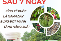 Vì sao Đạm Cá DS cho hiệu quả nhanh chỉ sau 7–10 ngày?