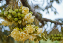 Kỹ thuật chăm sóc sầu riêng giai đoạn ra hoa và đậu trái