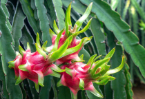 Bí Kíp Chăm Sóc Thanh Long Trái Vụ Đạt Năng Suất Cao