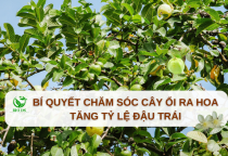 Bí Quyết Chăm Sóc Cây Ổi Ra Hoa, Tăng Tỷ Lệ Đậu Trái