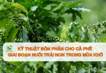 Kỹ thuật chăm sóc cây cà phê vào mùa khô ở Tây Nguyên