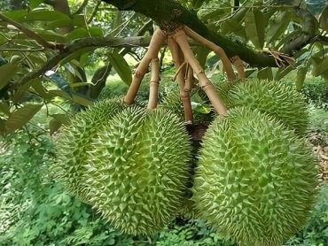 Canh tác sầu riêng bền vững: Chìa khóa nâng tầm giá trị nông sản Việt