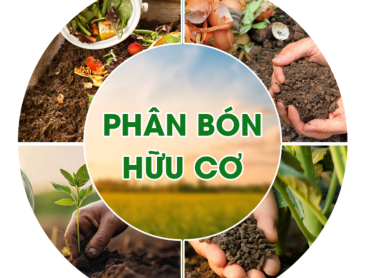 Phân Bón Hữu Cơ Là Gì? Vai Trò, Lợi Ích Và Cách Sử Dụng Hiệu Quả