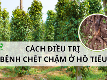 BỆNH CHẾT CHẬM Ở CÂY TIÊU: NGUYÊN NHÂN – DẤU HIỆU – CÁCH ĐIỀU TRỊ HIỆU QUẢ