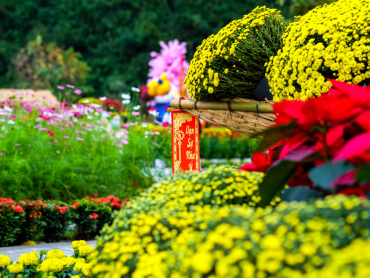 Bí quyết chăm hoa Tết giúp hoa nở đẹp, lâu tàn, hạn chế rụng lá