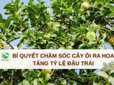 Bí Quyết Chăm Sóc Cây Ổi Ra Hoa, Tăng Tỷ Lệ Đậu Trái