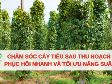 Kỹ thuật chăm sóc cây tiêu sau thu hoạch giúp vườn phục hồi nhanh và tối ưu năng suất